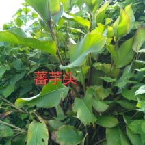 淀粉散装