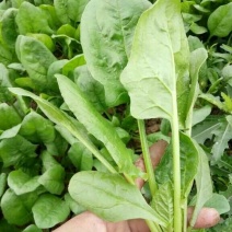 大叶菠菜20~25厘米