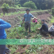砂仁苗