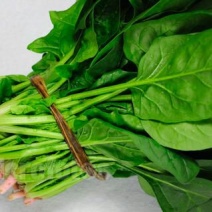大叶菠菜15~20厘米