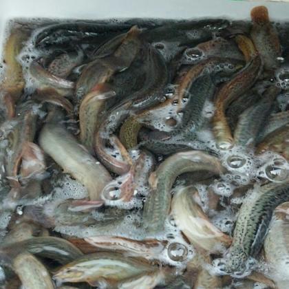 泥鳅苗出售台湾泥鳅 3~5cm 人工养殖台湾泥鳅天津宁河区周边产地价格