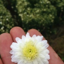 白菊花茶