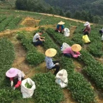 观音茶特级