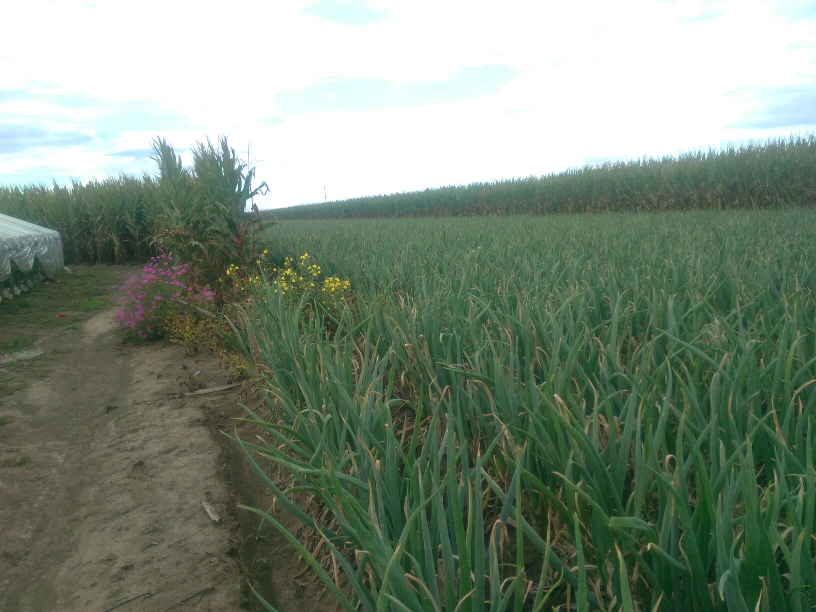 章丘大葱田间生长实景图