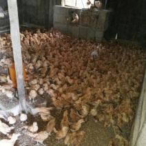 脱温鸡1斤以下