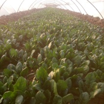 大叶菠菜25~30厘米