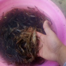河虾活虾26~30只/kg