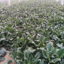 大叶菠菜