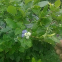 北高丛蓝莓4~6mm以上