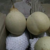 鸭梨