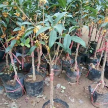 桂花50~80cm金桂丹桂包技术包成活技术支持