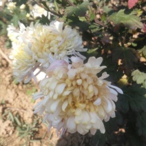药用菊花散装