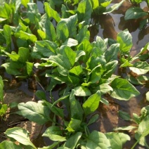 大叶菠菜25~30厘米