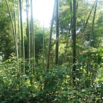 绿竹10~11m