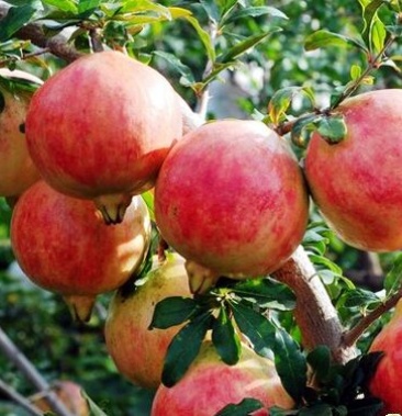 青皮软籽石榴4两9两