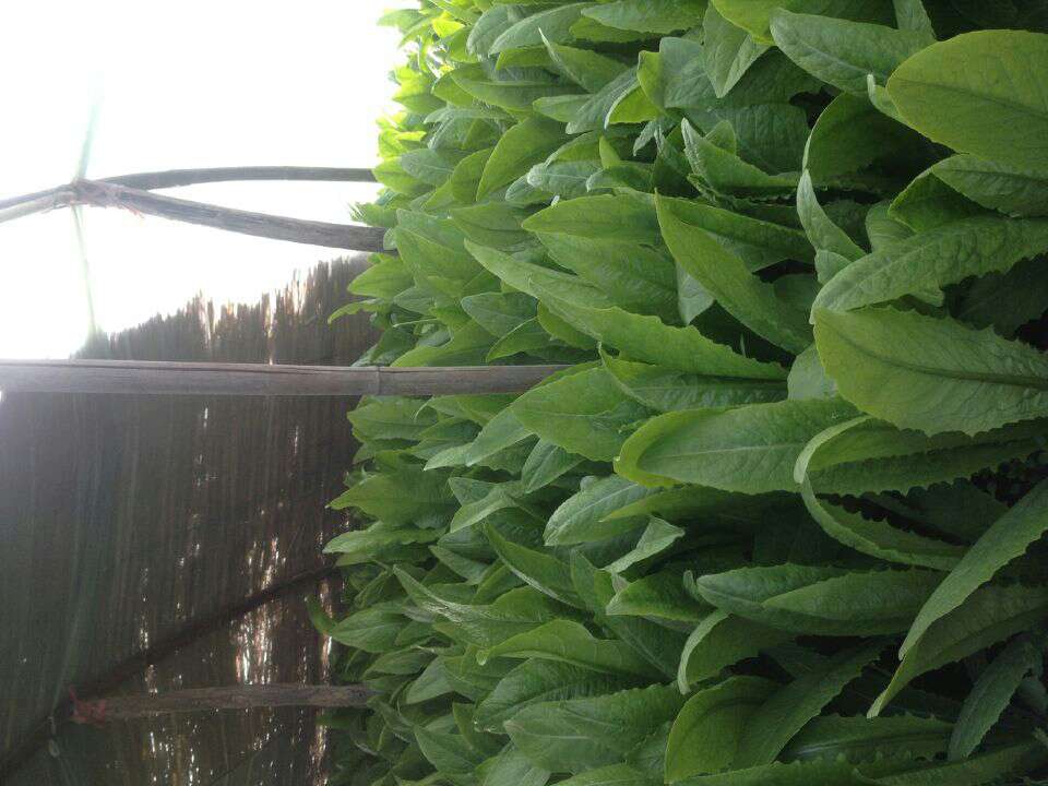 紫菜苔田间生长实景图