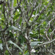 古树茶