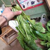 菠菜15~20厘米