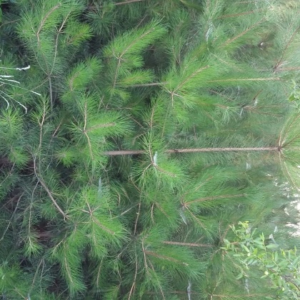 黑皮油松,黑皮冰,黑皮_大山谷图库