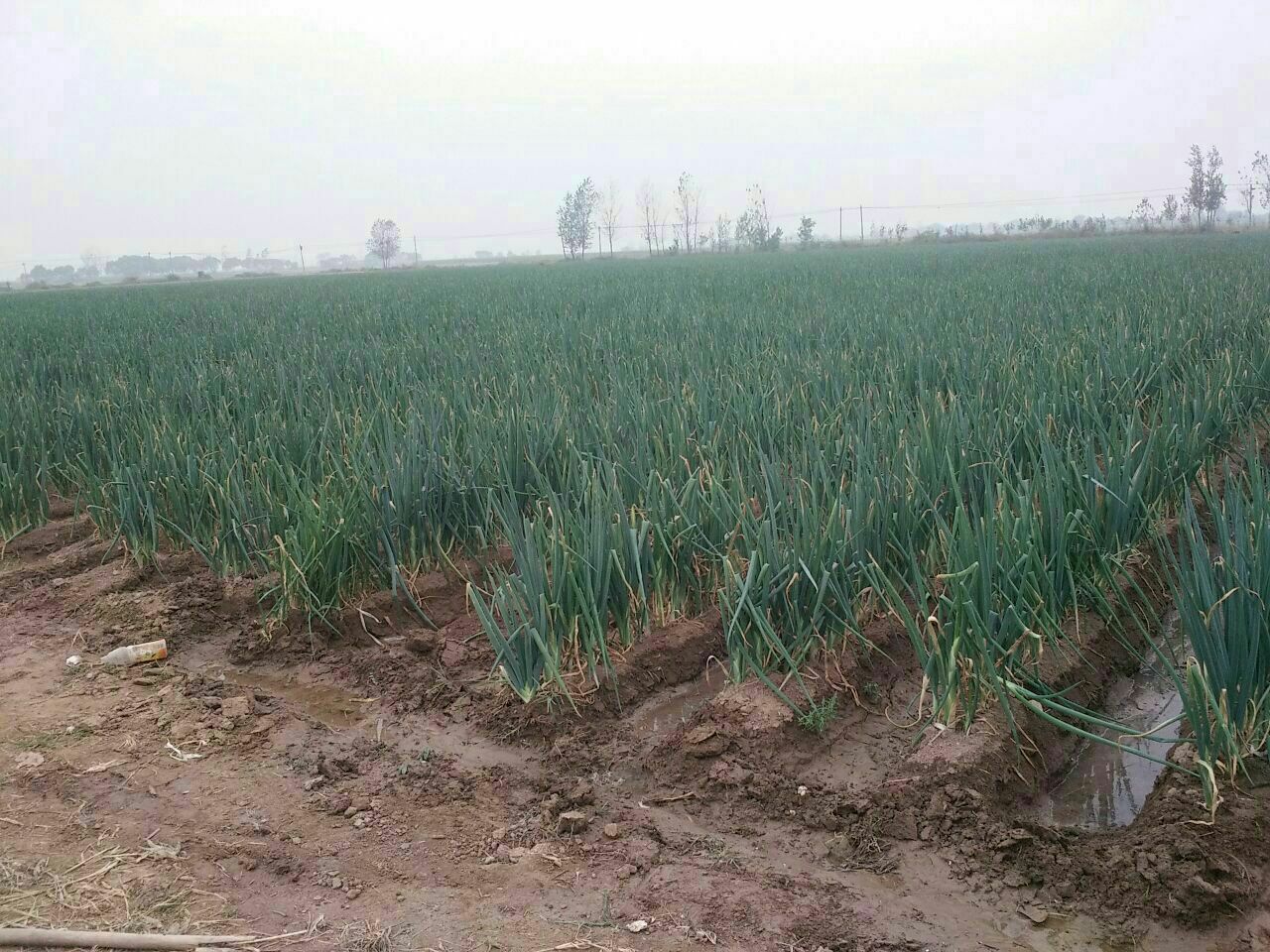 展示山东章丘大葱种植基地与浙江绍兴分葱田的对比,突出地域与种植方式差异 分葱与大葱的种植田对比图