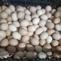 土鸡蛋食用50~60g