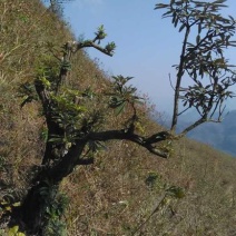 映山红
