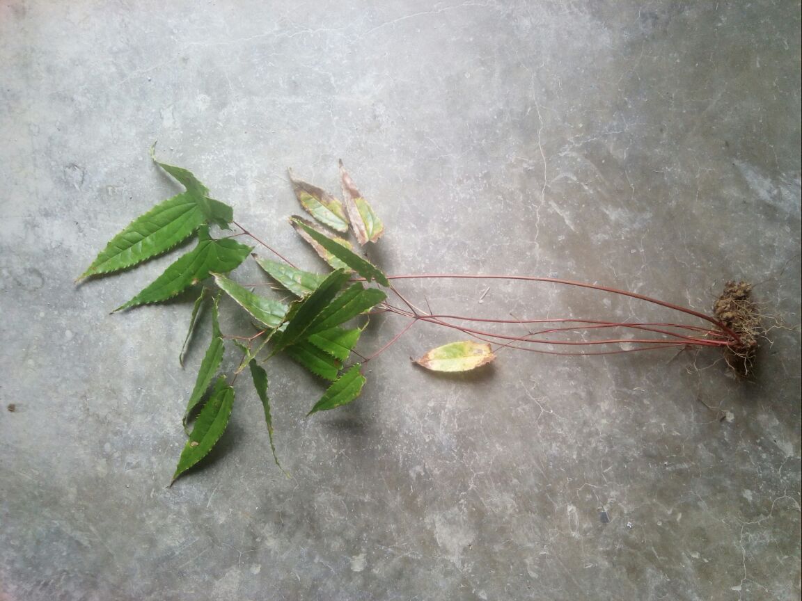 鱼腥草植物全貌