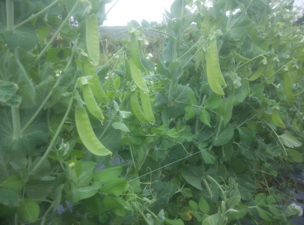 春季田间种植的荷兰豆植株,豆荚饱满、颜色翠绿,展示其自然生长状态 荷兰豆春季种植图