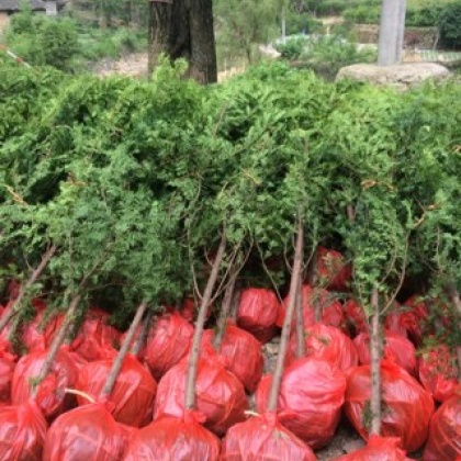 绍兴南方红豆杉产地行情