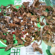树秋菌一级