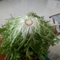 苦菊20~25cm