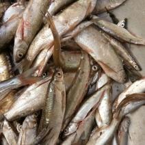 池鲤鱼食用1~2公斤