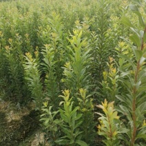 杨梅树30~50cm