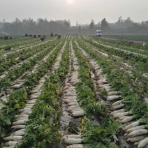 白萝卜