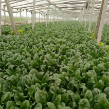 大叶菠菜20~25厘米