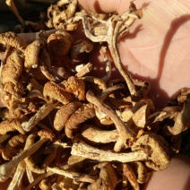 滑子菇干品