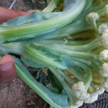 白花菜散装