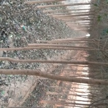 大叶女贞6~8cm