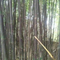 紫竹2~3m
