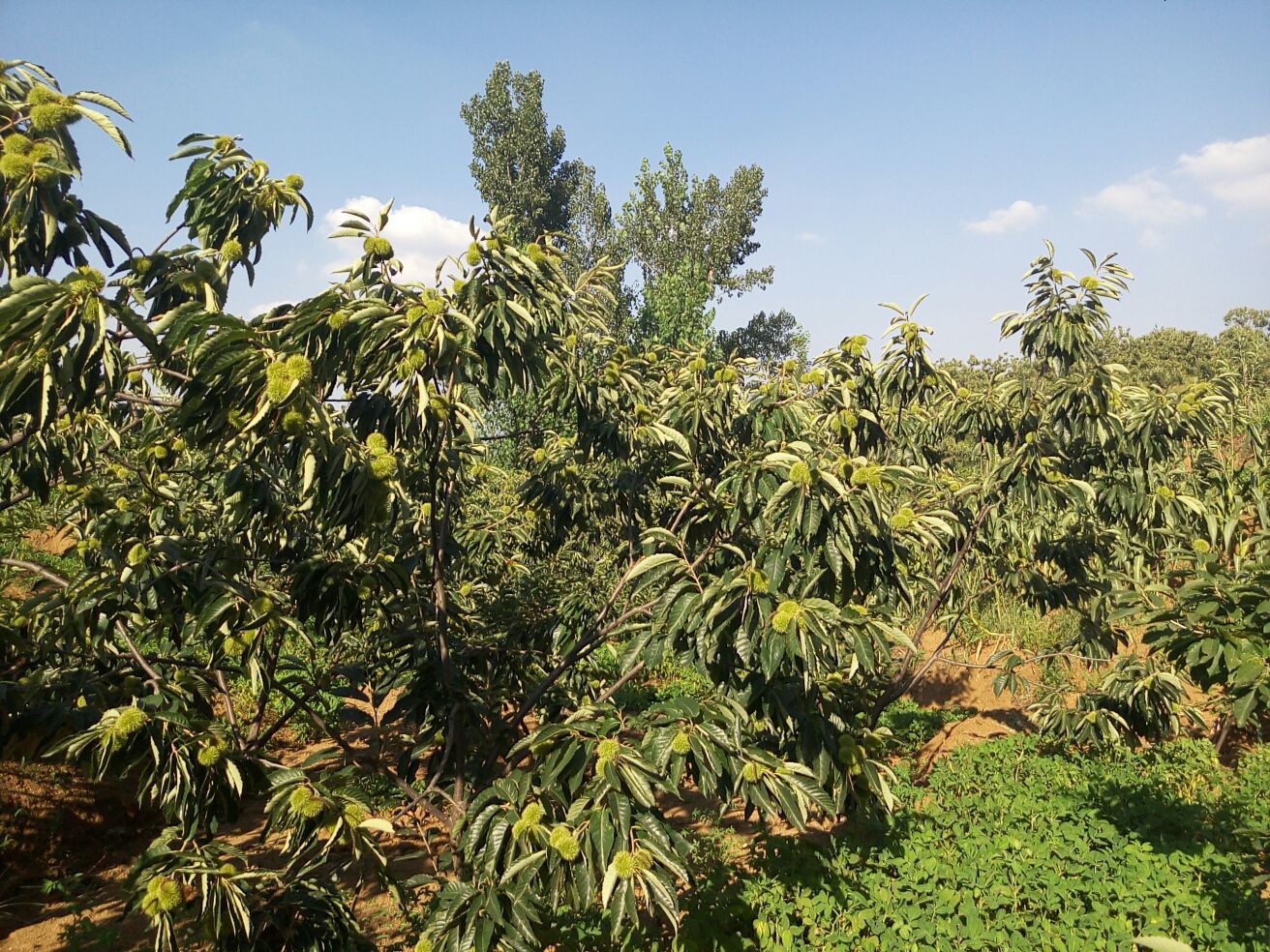 迁西板栗产业园区鸟瞰图