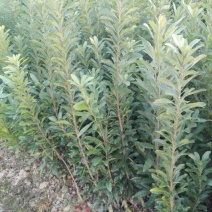 杨梅树30~50cm