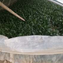 大叶菠菜20~25厘米