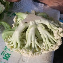 白花菜散装