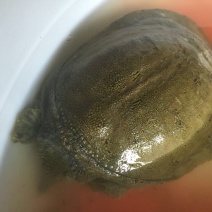 鳖