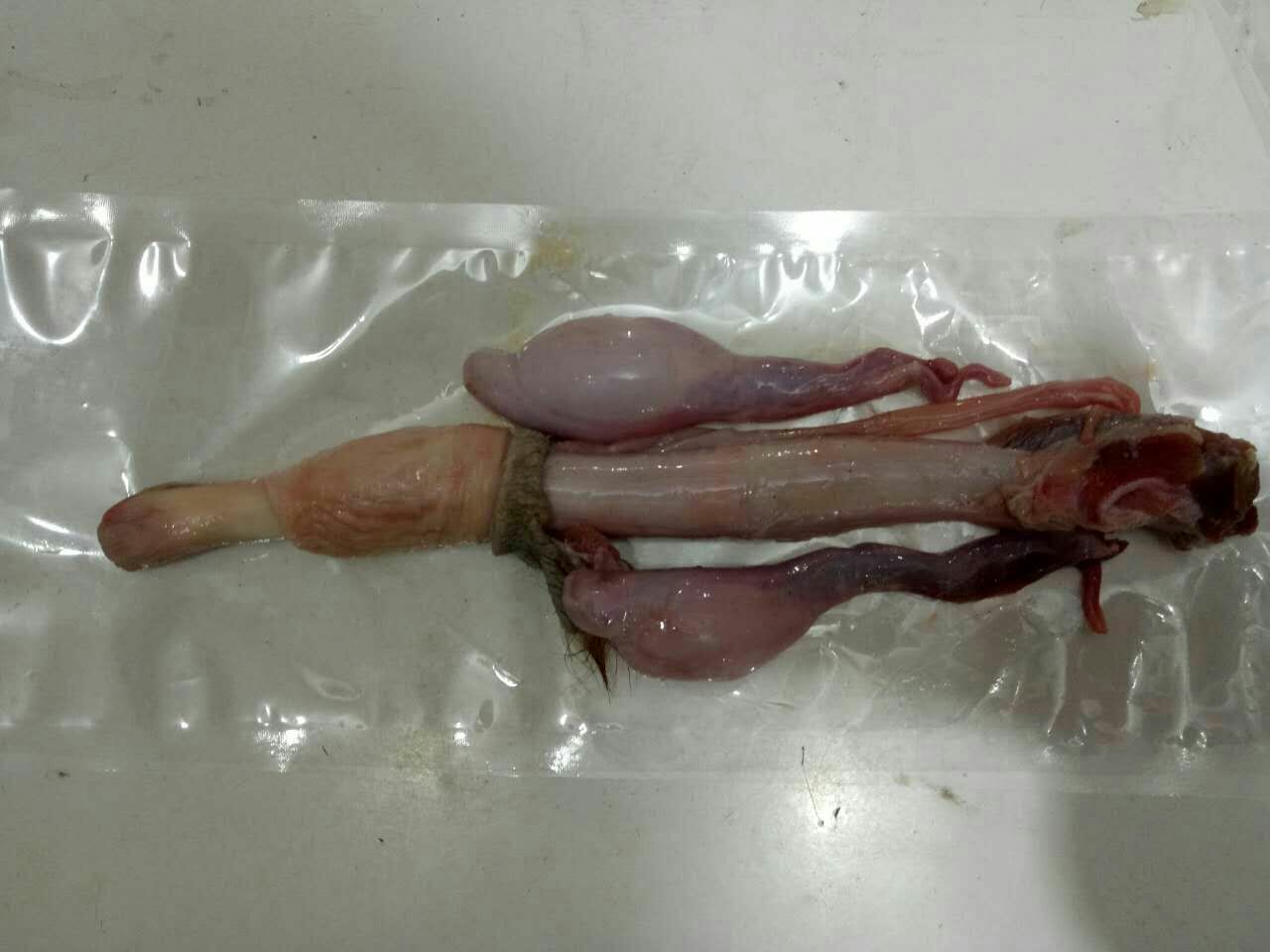 鹿鞭与鹿茸作用靶点示意图