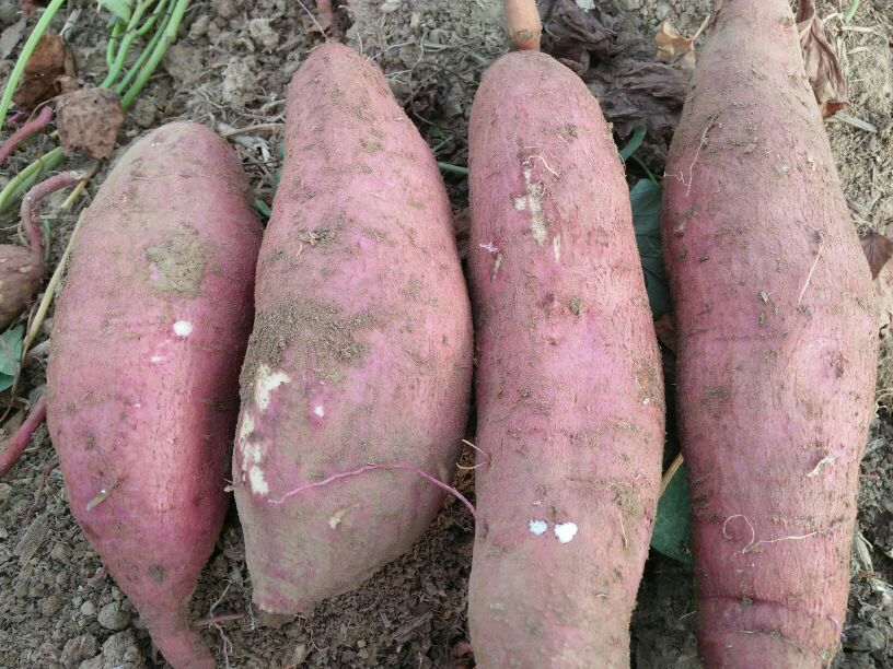 济薯26采收与分级现场