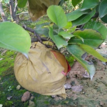 晚秋黄梨300~350g纸袋