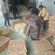 皖西白鹅鹅苗