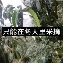 普洱茶