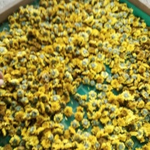 皇菊茶特级